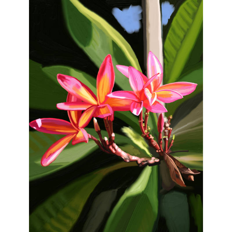 Red Plumeria